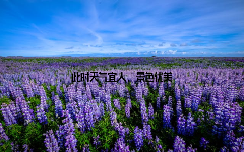 此时天气宜人, 景色优美